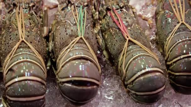 Les homards reposent sur la glace — Video