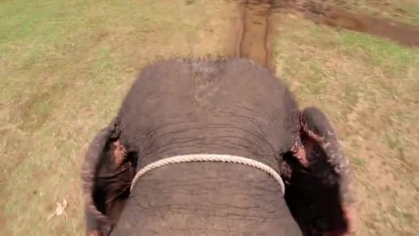 Elefante está caminando — Vídeo de stock