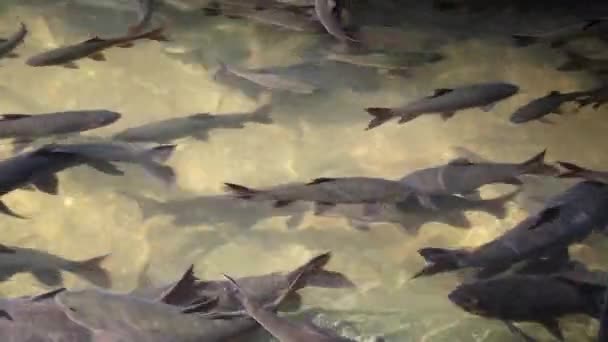 Grandes peces en el agua — Vídeo de stock