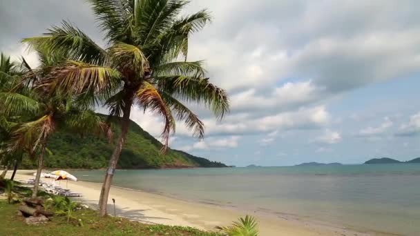 Palmeras en la playa — Vídeos de Stock