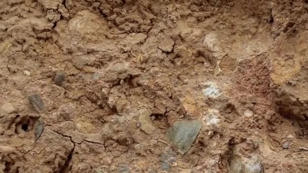 Yellow soil with cracks — Stock Video
