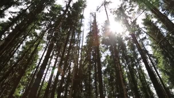 Sonnenstrahlen durchdringen Bäume — Stockvideo