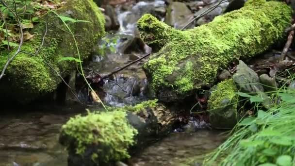 Beautiful small brook — Stock Video