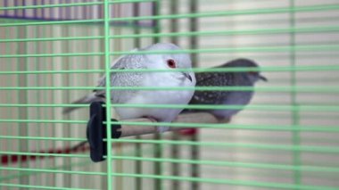 Elmas kumrum kafeste