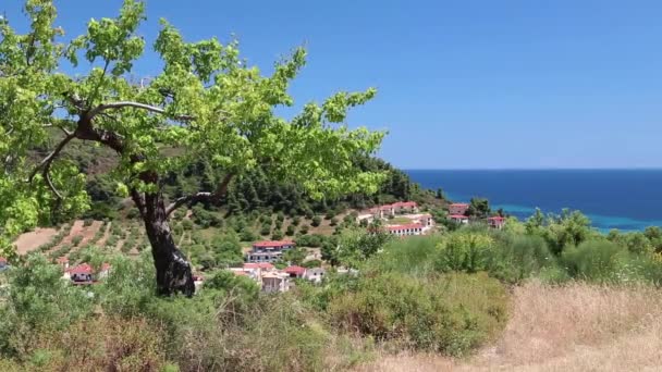 Green tree in Nea Skioni — Stock Video