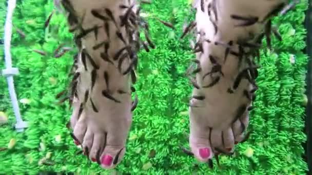 Ryb Garra Rufa čistí pokožka — Stock video
