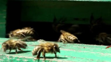 yakınındaki bir kovan arı