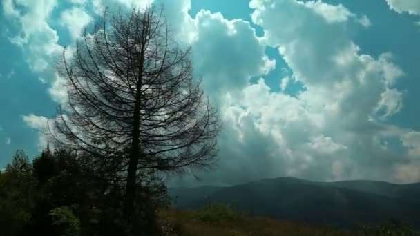 Tijdspanne van wolken en dode boom in Bergen — Stockvideo