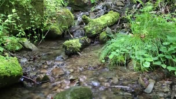 Small river in forest — Stock Video