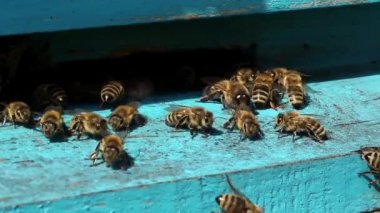 Arıların kovan yakınındaki