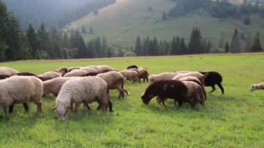 Otlakta koyun sürüsü