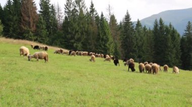 Otlakta koyun sürüsü