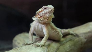 Agama kertenkele