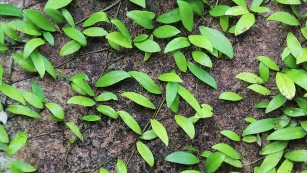 Clambering planten op de steen — Stockvideo