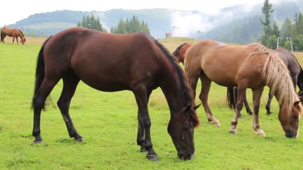 Лошади на лугу — стоковое видео