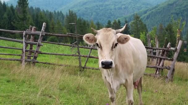 Vaca en los pastizales — Vídeos de Stock