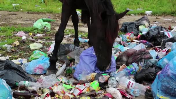 Cavallo a discarica rifiuti — Video Stock