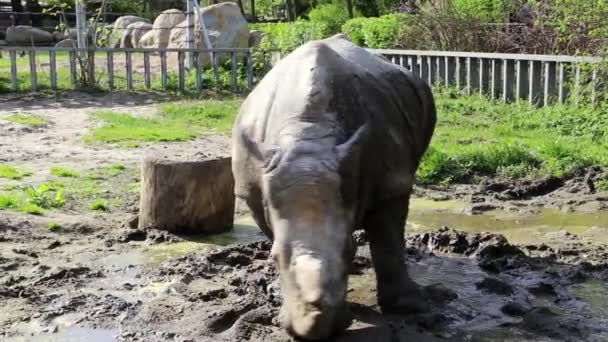 Rinoceronte en jardín zoológico — Vídeo de stock