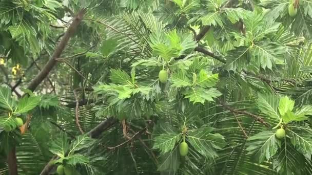 Brotfruchtbaum im strömenden Regen — Stockvideo