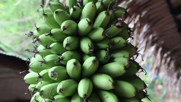 Racimo de plátanos verdes — Vídeos de Stock
