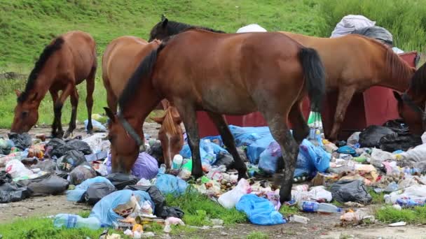 Caballos comiendo basura en el vertedero — Vídeo de stock