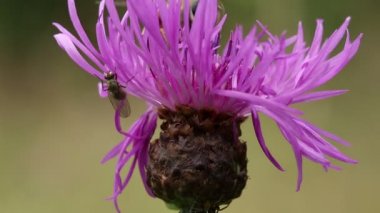 Mor çiçek üzerinde uçan böcek