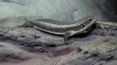 Gerrhosaurus - vivaryum sürüngenler için kaplama kertenkele