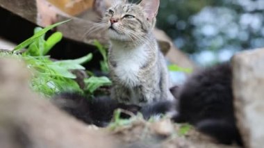 Gri kedi onların yavru kedi ile