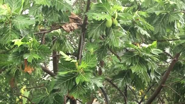Breadfruit drzewo w strugach deszczu — Wideo stockowe