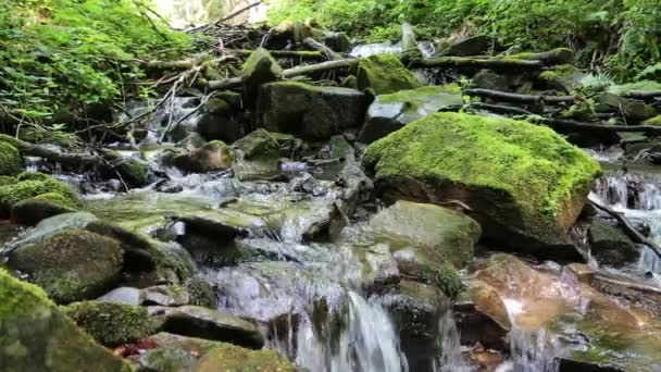 Beautiful small brook — Stock Video