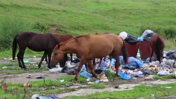 Caballos comiendo basura en el vertedero — Vídeos de Stock