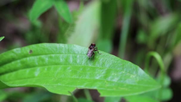 Mouche s'assoit sur la feuille verte 