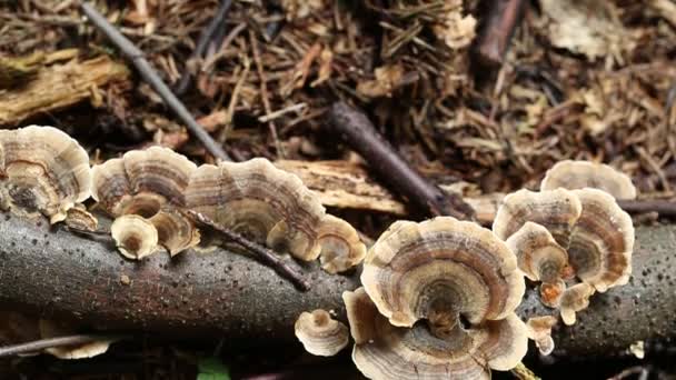 Champignon parasite sur la branche de l'arbre 