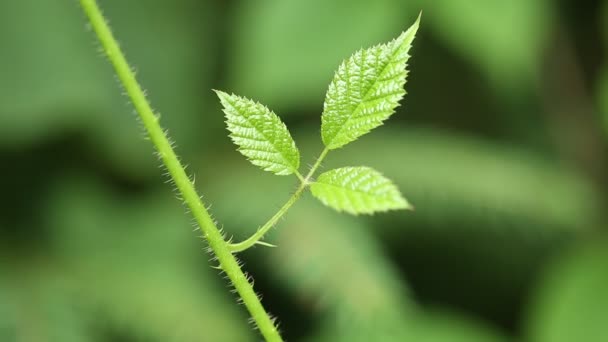 Kleine groene blaadjes van blackberry bush — Stockvideo