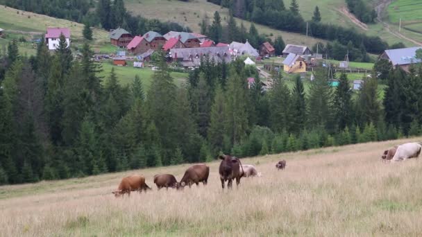 Vaches dans les prairies — Video