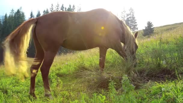 Koń na zielony łąka w górach — Wideo stockowe