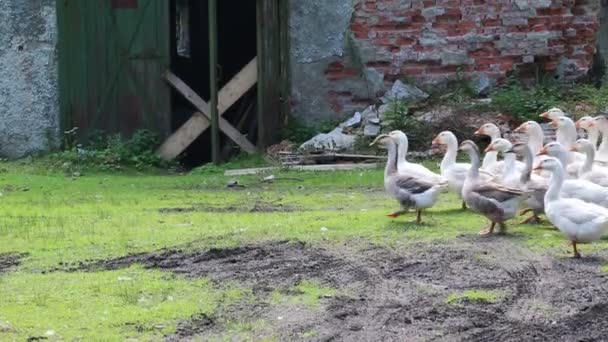 Стадо гусей — стоковое видео