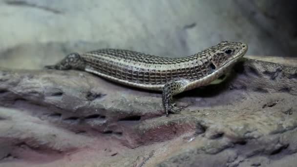 Gerrhosaurus - guldpläterade ödla i vivarium för reptiler — Stockvideo