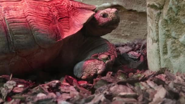 Turtle in zoological garden — Stock Video