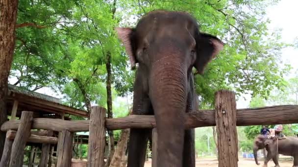 Elephant in zoological garden — Stock Video