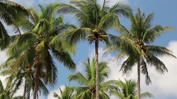 Coqueiros na ilha de Koh Chang — Vídeo de Stock