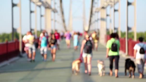 Emberek és kutyák, a hídon — Stock videók