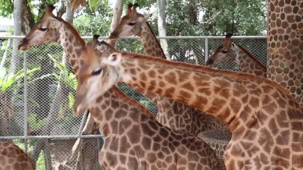 Giraffes in zoological garden — Stock Video