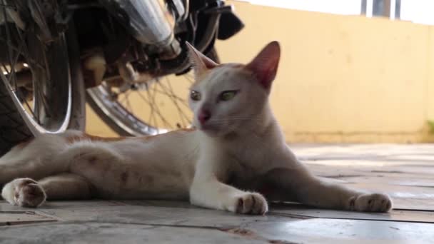 Kambodzsai macska motorkerékpár közelében fekvő — Stock videók