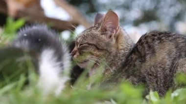 Gri kedi yavru kedi ile