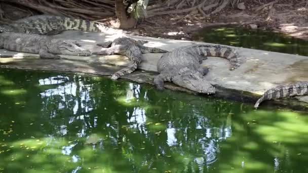 Krokodile sind in der Nähe des Wassers — Stockvideo