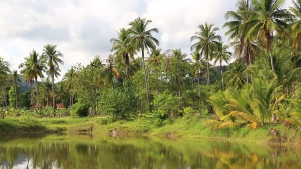 Palmeras de coco cerca del lago — Vídeos de Stock