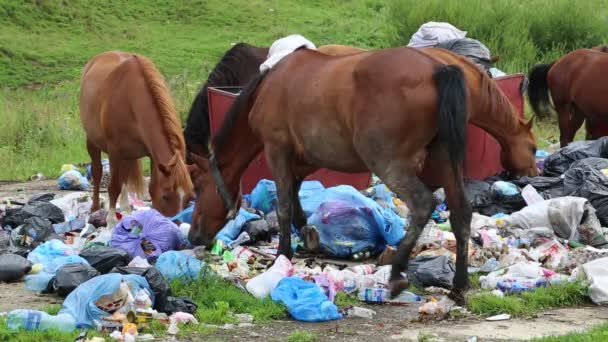 Caballos comiendo basura en el vertedero — Vídeo de stock