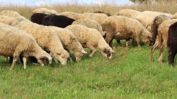 Стадо овец в Гренландии — стоковое видео