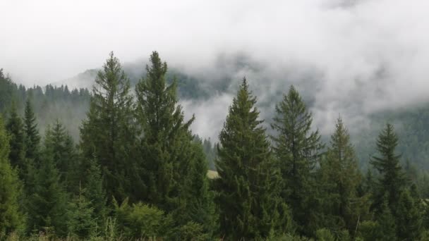 Туман среди зеленых деревьев — стоковое видео